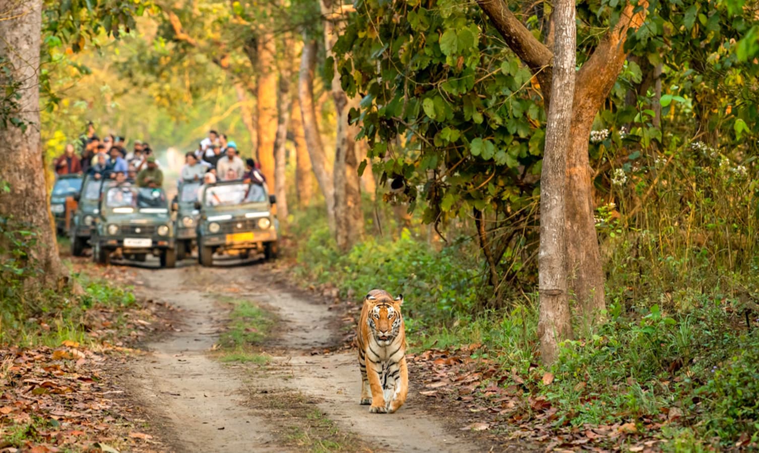 Jim Corbett National Park